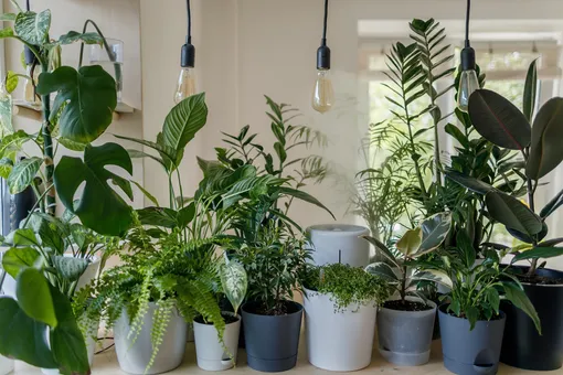 Ожоги, рвота и кома: какие комнатные растения могут быть опасны и чем именно?