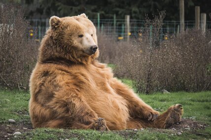 Раненый медведь Диксон потолстел на 22 кг — его посадили на диету и начали тренировать