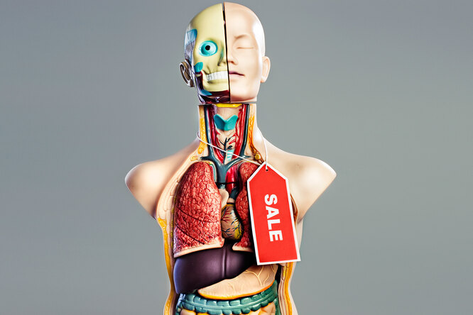 Сколько стоят человеческие органы: прайс-лист от роговицы и скелета до почек и волос
