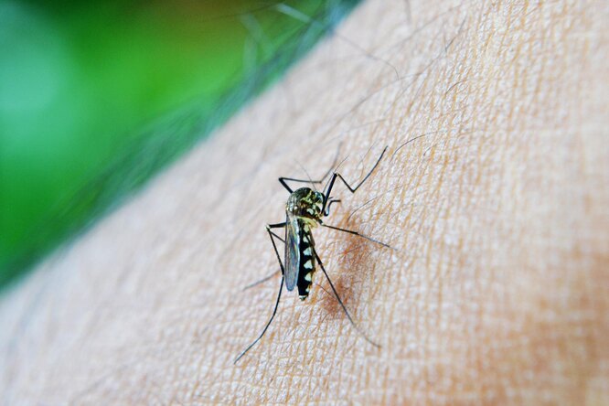 Как понять, что у вас аллергия на комаров, и что делать?