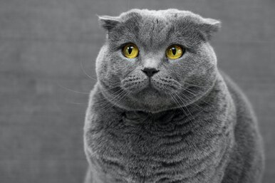 Что такое «синдром подмены кота»? Что такое «синдром подмены кота»?
