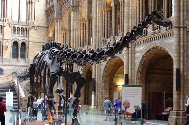 Почему в наше время животные не вырастают до размера динозавров?