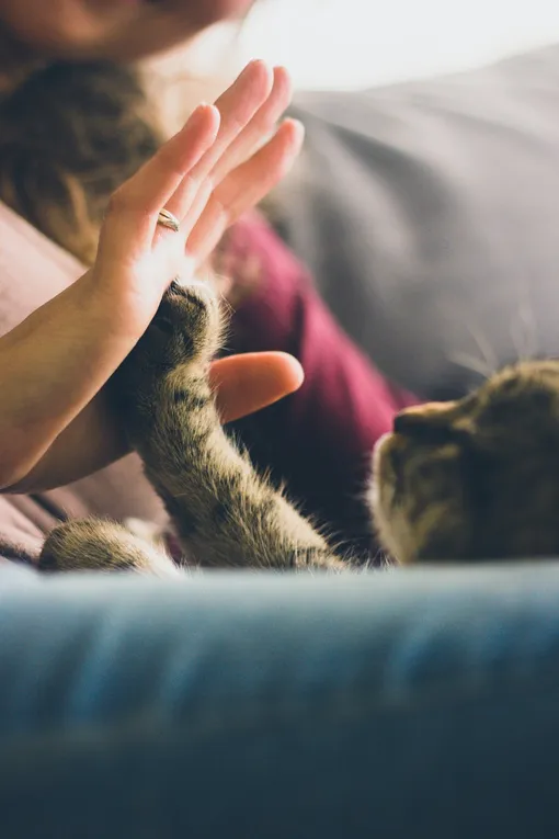 Почему кошки стали домашними? Приблизительный ответ на этот вопрос учёные уже нашли.