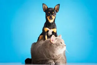 Кого лучше завести дома, кошку или собаку?