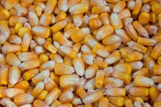 Чем полезна кукуруза, если она не переваривается?