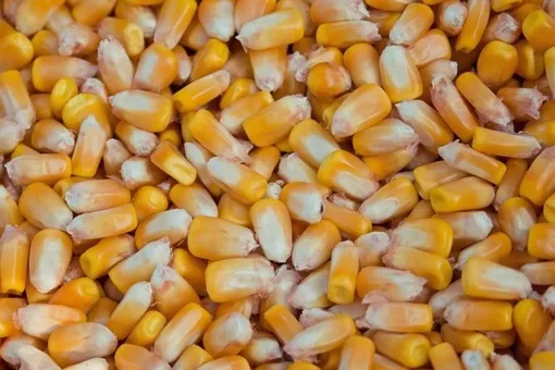 Чем полезна кукуруза, если она не переваривается?