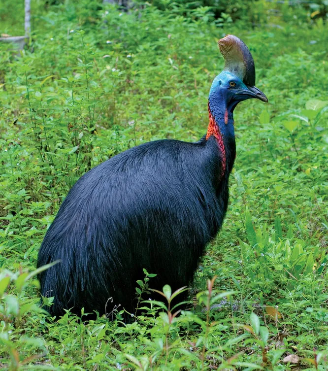 Казуар