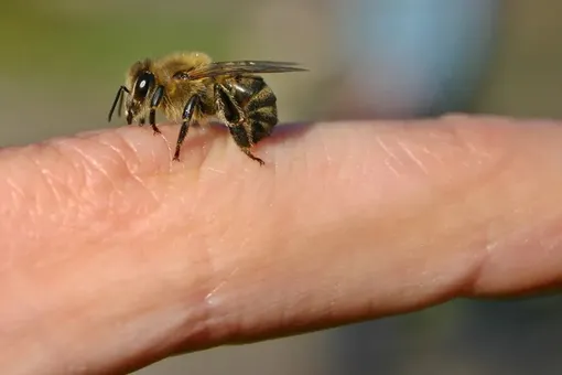 Почему пчела умирает после того, как жалит человека?