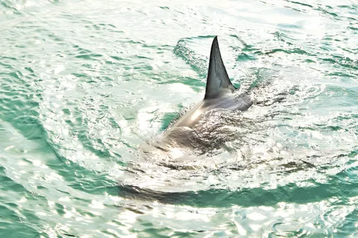 У берегов Владивостока обнаружена самая агрессивная из акул