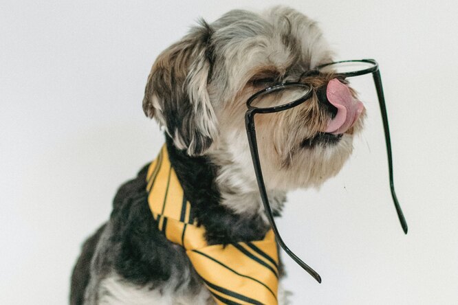 10 самых интеллектуальных пород собак