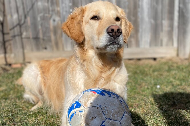 Видео: собака забила гол во время футбольного матча и стала популярной