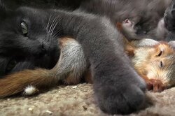 Кошка воспитала бельчат: посмотрите невероятно милое видео
