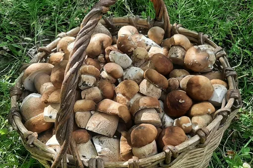 Изобилие лисичек и белых: самые грибные места Нижегородской области