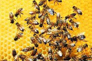10 доказательств особенной важности пчел для нашей планеты