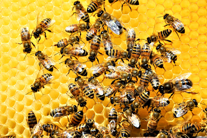 10 доказательств того, что пчелы крайне важны для нашей планеты
