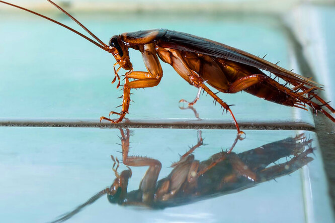 Откуда в дом попадают тараканы?