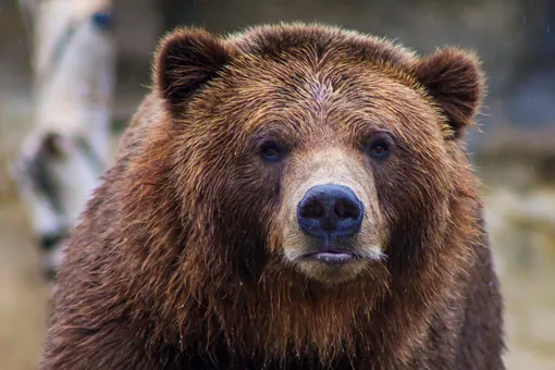 США сфальсифицировали выборы самого толстого медведя