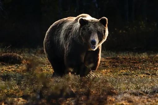 Медведь напал на жительницу села в Башкирии: женщина подралась с хищником и победила