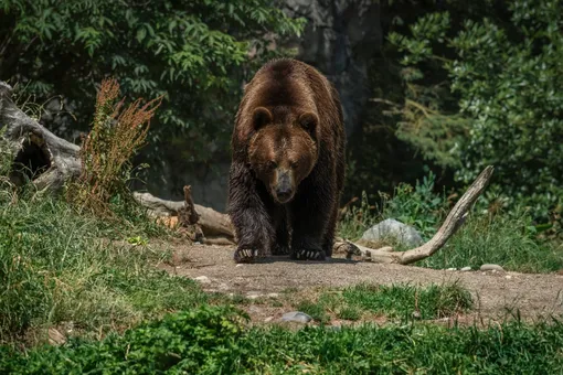 «Он бесстрашный»: мужчина встретил медведя в лесу и показал, как нужно вести себя с хищником