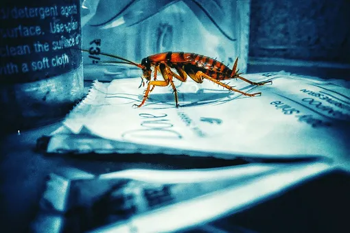 Как избавиться от насекомых в доме, какие из них опасны, а какие безобидны