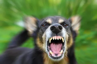 Какие собаки способны перекусить руку или ногу: 5 самых опасных пород-убийц