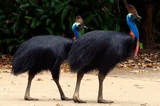 Правда ли, что казуары — одни из самых опасных птиц на Земле