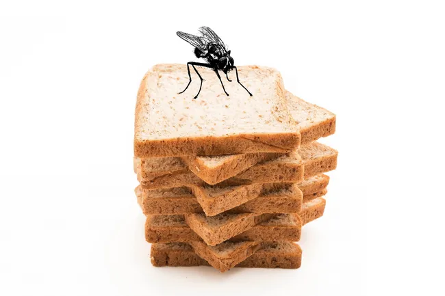 В России появился хлеб из мух: инновация или прикол?