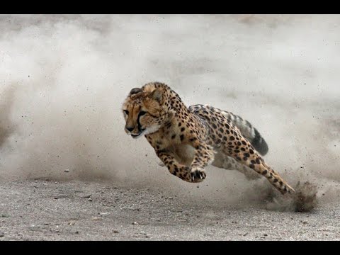 Самые быстрые животные на Земле